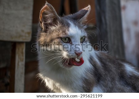 Wild grey cat tongue face eyes