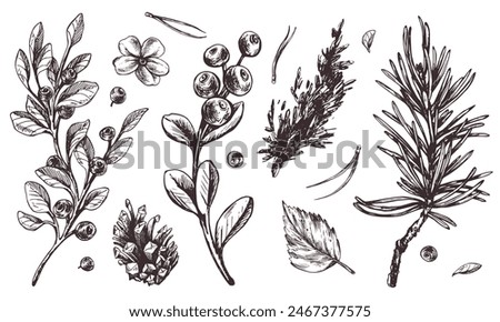 Autumn forest plants, blueberries, lingonberries, cones, leaves, pine needles, moss and grass. Graphic illustration, hand drawn with brown ink, line art monochrome. Set of elements