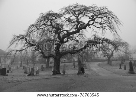 Very scary looking tree in a graveyard,  Taken on a foggy afternoon for scary atmosphere.