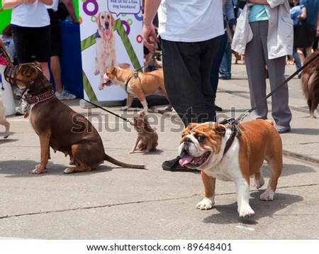 TORONTO, CANADA – JUN 12: Dog lovers gather at Woofstock, the largest outdoor festival for dogs in North America since 2003, in the St. Lawrence Market Neighborhood June 12, 2011 in Toronto, Ontario.