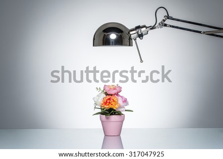 lighting up pink flower pot with desk lamp on round studio lighting