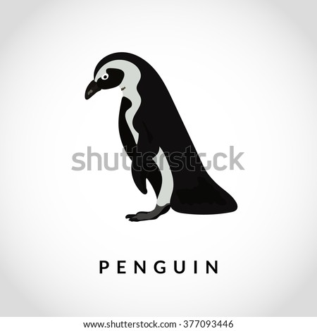 Penguin vector illustration. Realistic bird.  Black and white