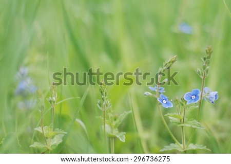 Stems Germander speedwell (Veronica Chamaedrys) with blue flowers on beautiful blurred background of herbs variations in light green