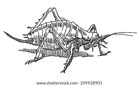 Weta Grasshopper Insect Vector Drawing Isolated On White Background ...