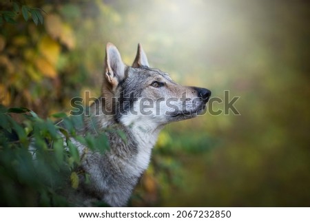 Portrait of head Czechoslovakian Wolfdog breed Photo stock © 