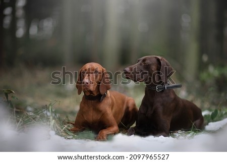 Similar – Image, Stock Photo Hungarian shorthaired dog