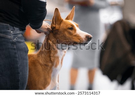 Similar – Image, Stock Photo Portrait of brown podenco dog with sad look on blue background