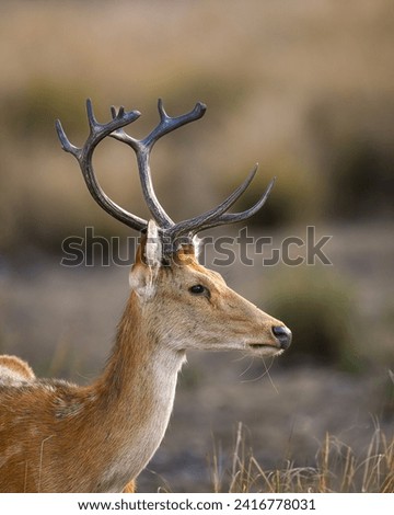 Similar – Image, Stock Photo Vulnerable Animal portrait