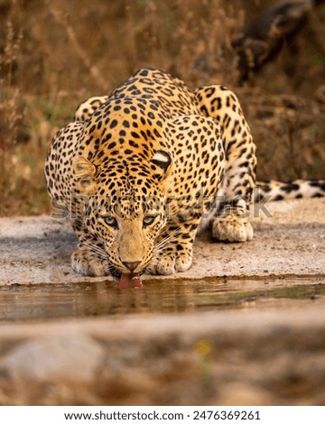 Similar – Image, Stock Photo quench thirst Environment