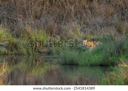 Similar – Image, Stock Photo quench thirst Environment