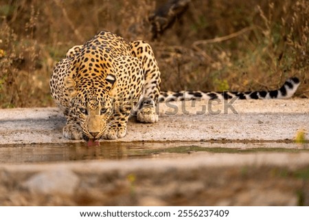 Image, Stock Photo quench thirst Environment