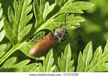 Small brown beetle eating carved green leaves.