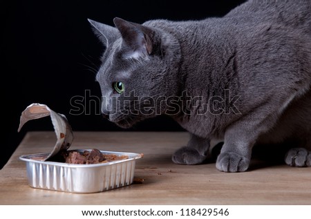 Russian Blue Cat eating canned catfood in studio