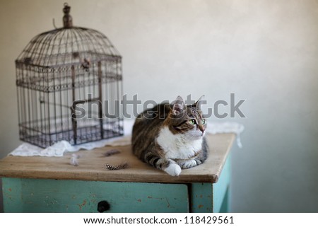 Cat looking for bird near cage with feathers on table