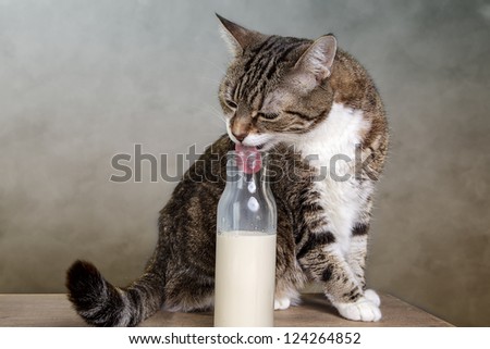 Portrait of a three-colored european house cat with milk in bottle