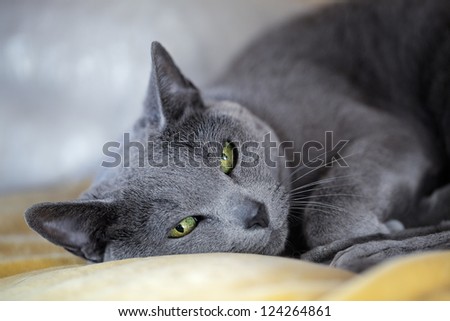 Studio portrait of an elegant purebred Russian Blue Cat