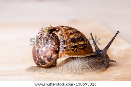 Closeup of brown Grapevine Snail Cornu Aspersum carrying a small snail on her back
