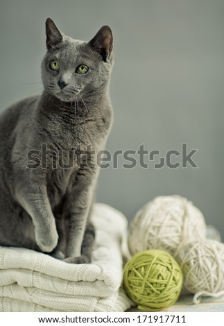 Russian Blue Cat Portrait with Woolen Sweater and Balls of Wool
