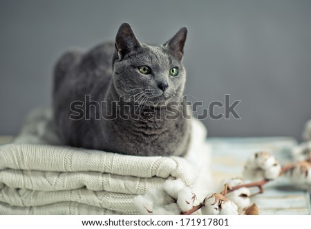 Russian Blue Cat Portrait with Woolen Sweater