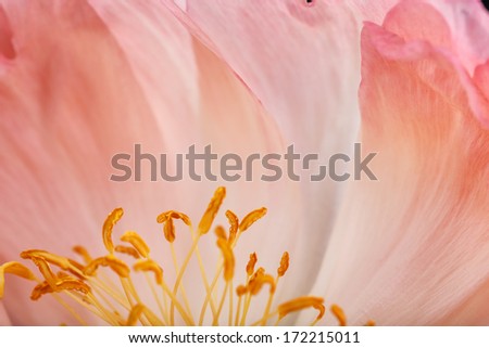 Close Up Macro Shot auf a beautiful pastel Peony Flower with soft bokeh