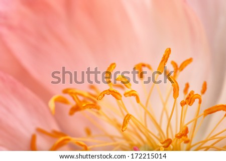 Close Up Macro Shot auf a beautiful pastel Peony Flower with soft bokeh