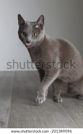 Portrait einer eleganten Russusch Blau Katze