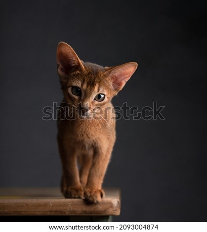 Cat Portrait of an Abyssinian Kitten  relaxing and exploring Foto stock © 