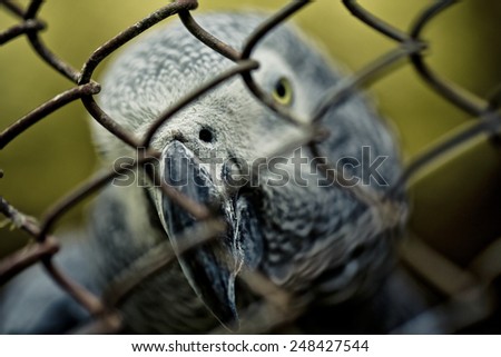 Portrait of African Gray Parrot in Cage