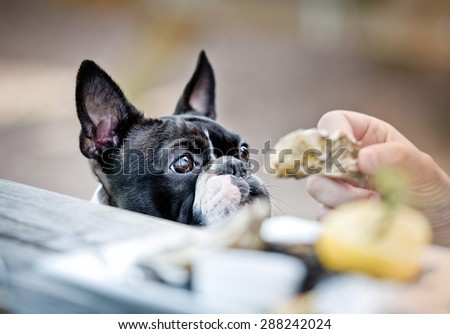 Boston Terrier in the Outdoor Restaurant waiting for food from the Table