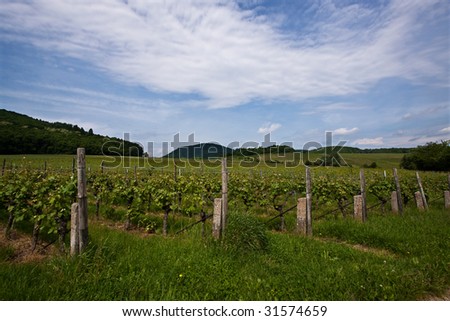 Vineyard in Southwest Germany, Rhineland-Palatinate, in Spring