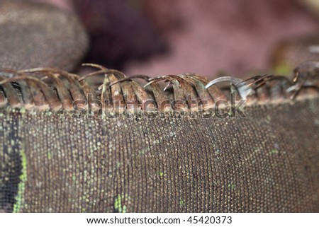 Skin Detail of a Central Bearded Dragon, Pogona vitticeps