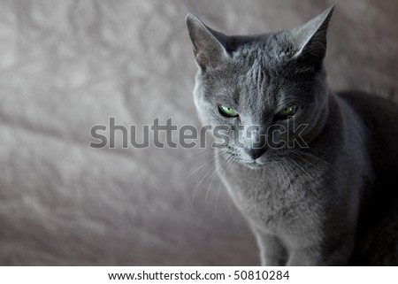Portrait of a Russian Blue Cat, studio shot