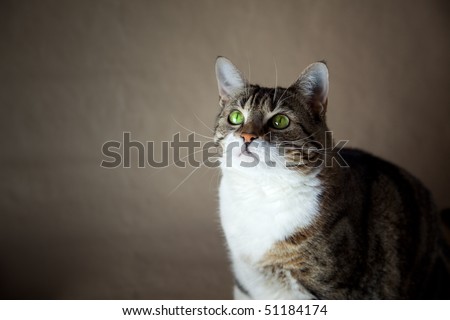 Portrait of a common european house cat, studio shot
