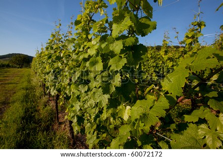 Vineyard in Southwest Germany Rhineland Palatinate in Summer
