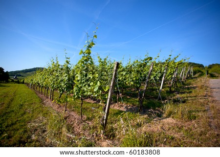 Vineyard in Southwest Germany Rhineland Palatinate in Summer