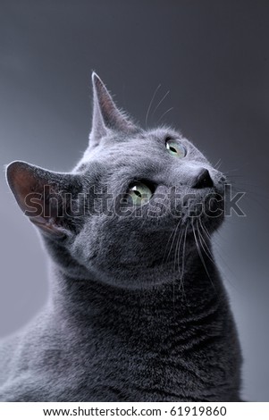 Studio Portrait of a russian blue cat