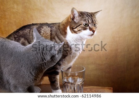 Two cats with glass of water studio shot