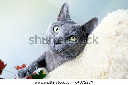 Studio Portrait of a russian blue cat