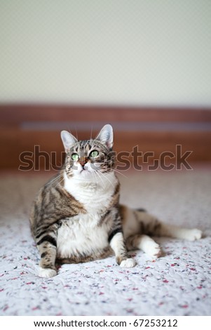 Portrait of a common european house cat