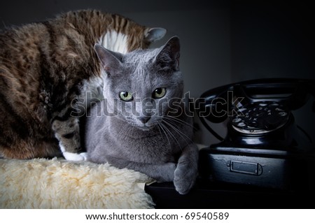 Cats and old black manual phone with dial plate