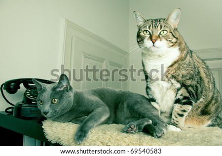 Two cats sitting and lying together on lambskin
