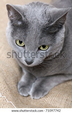 Portrait of a purebred Russian blue Cat