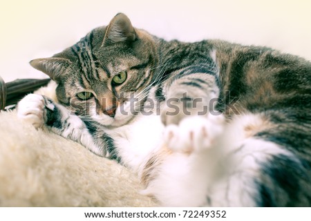 Fat Cat lying on Lamb skin in different funny poses