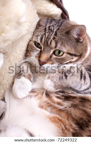 Fat Cat lying on Lamb skin in different funny poses