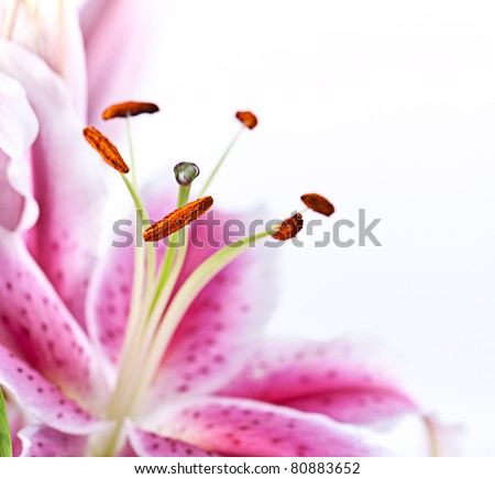 Close-Up of pink Lilies on white background