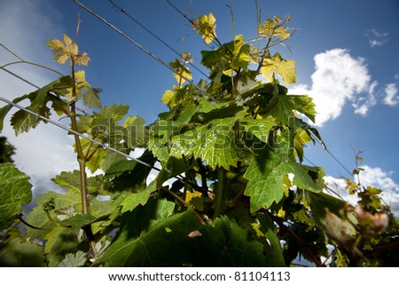 Vineyard in Southwest Germany Rhineland-Palatinate in Spring