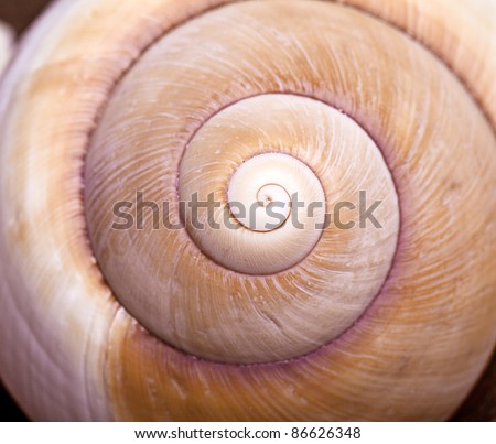 Detail of the spiral form of an empty snail shell