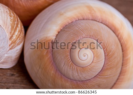 Detail of the spiral form of an empty snail shell