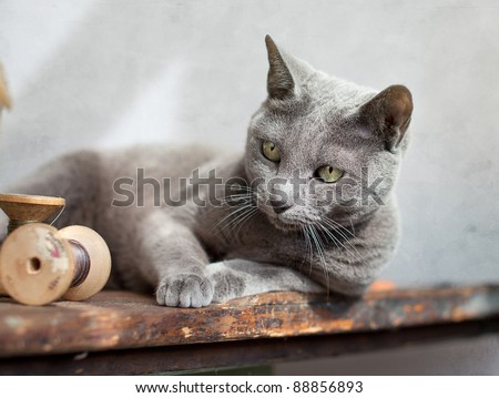 Russian Blue Cat relaxing on table with sewing tools
