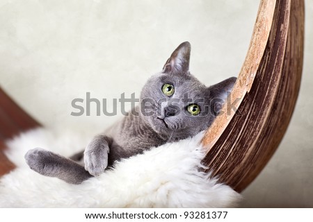 Beautiful Russian Blue Cat relaxing on Palm Leaf